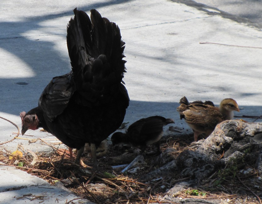 US Post Office Key West, Florida